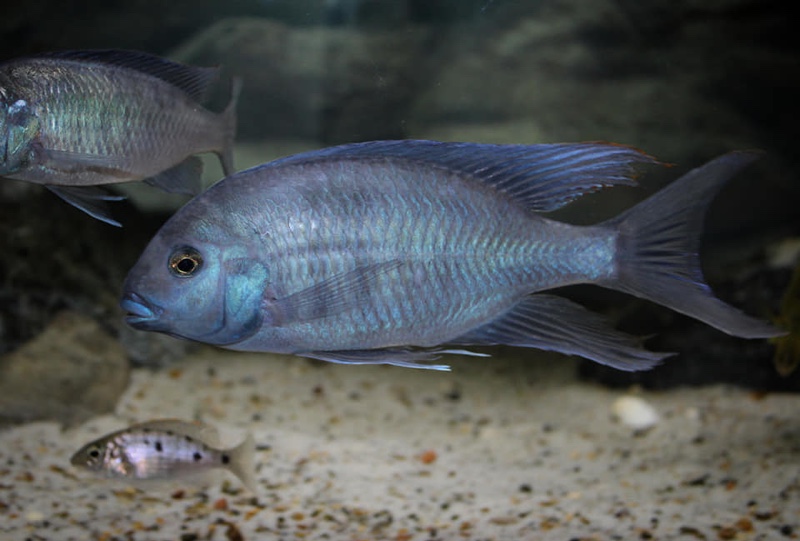 Otopharynx selenurus